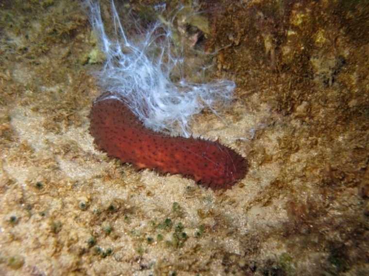 Holothuria sanctori (Delle Chiaje, 1823)  e Tubi di Cuvier